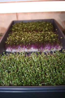 Micro_green_pictures_006